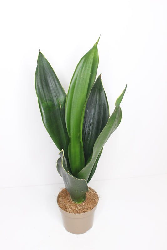 Sansevieria Trifasciata 'Black Diamond'