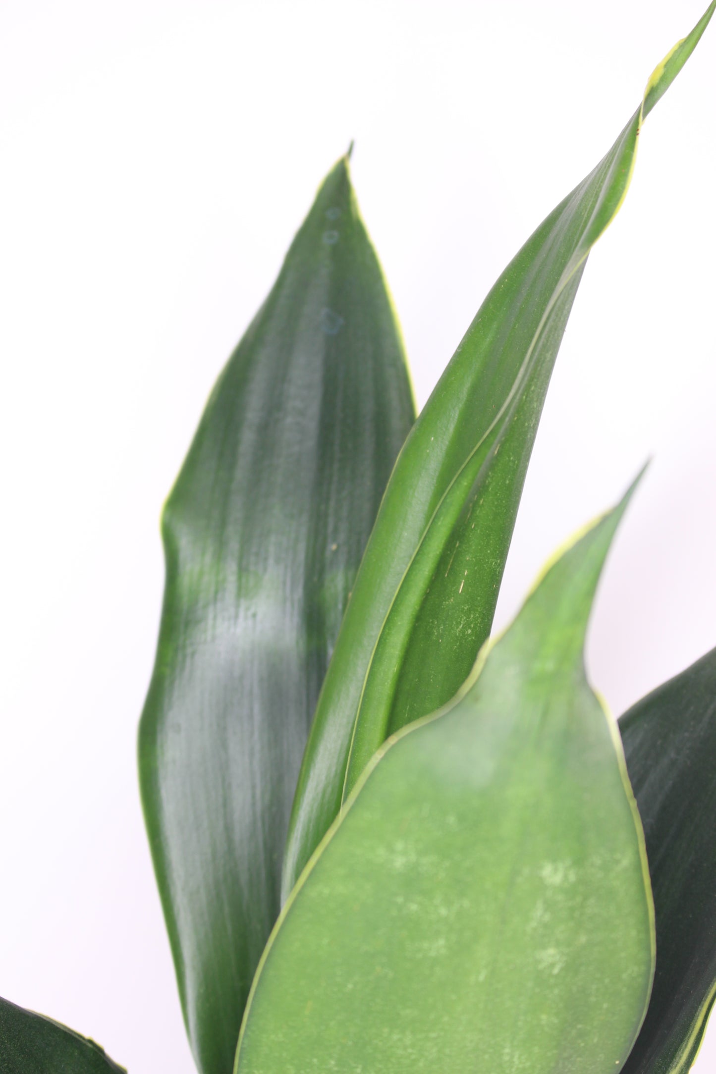 Sansevieria Trifasciata 'Black Diamond'