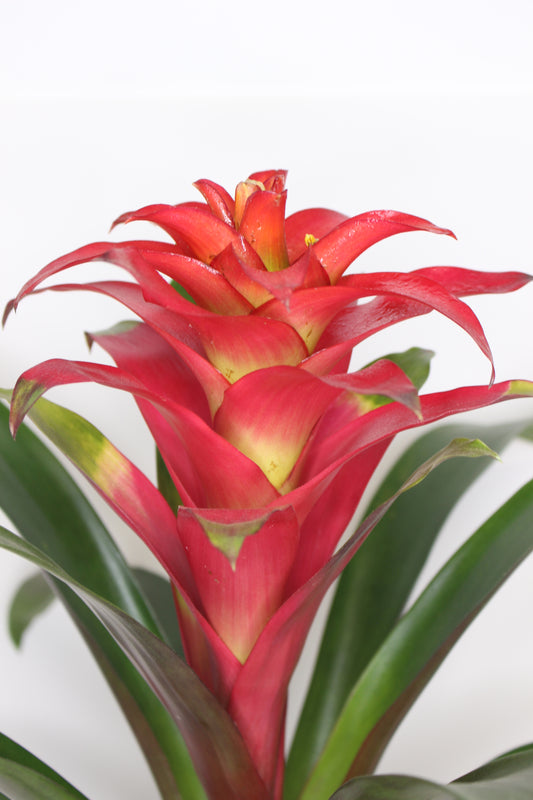 Bromelia Guzmania Roja