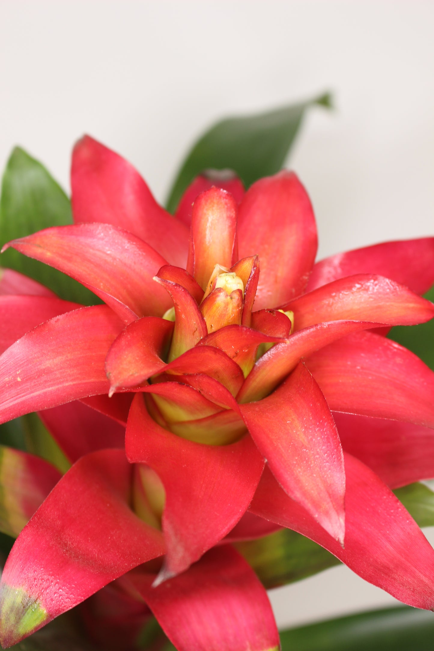 bromelia guzmania flor roja decoración