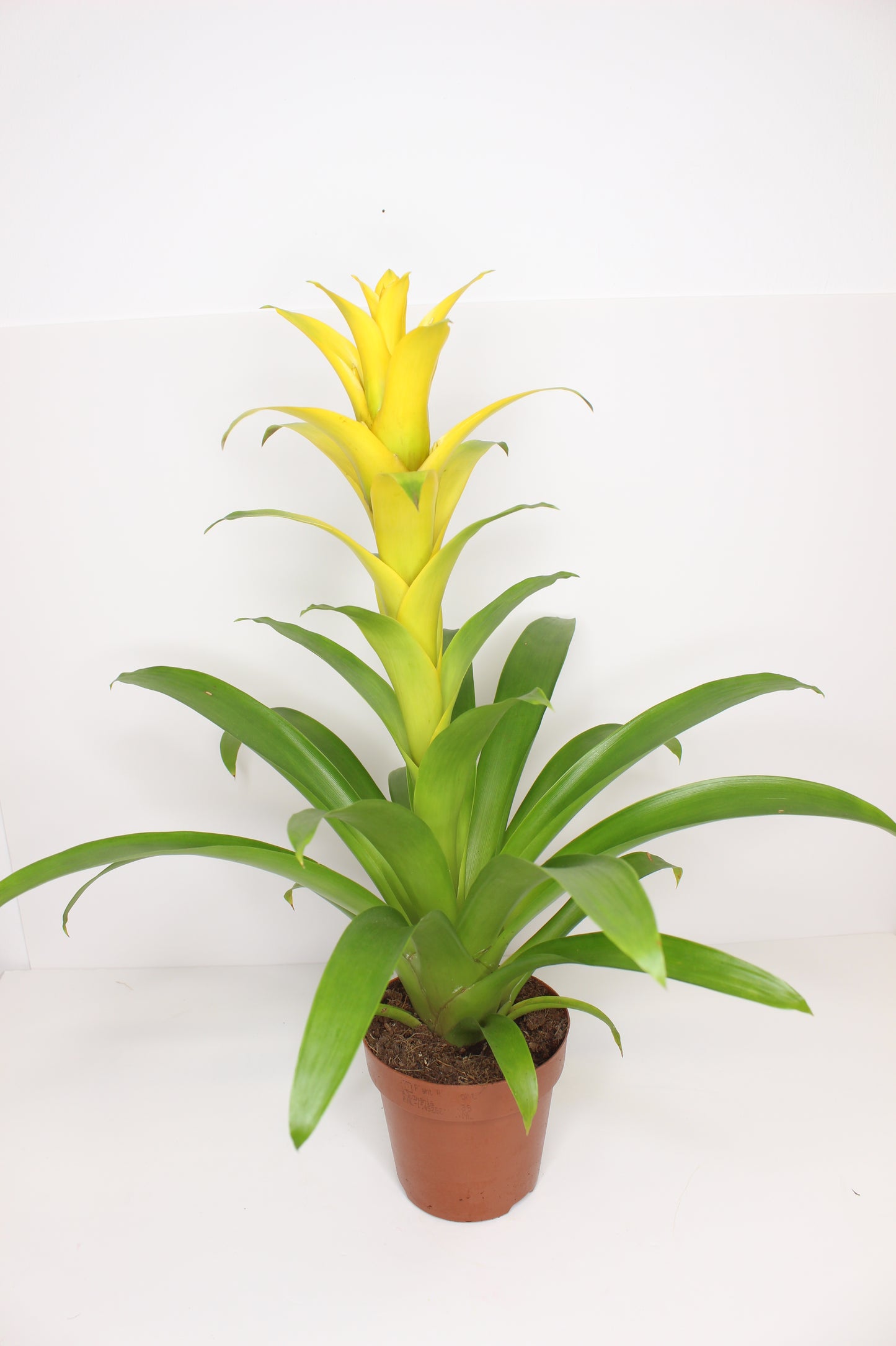 Bromelia Guzmania Amarilla