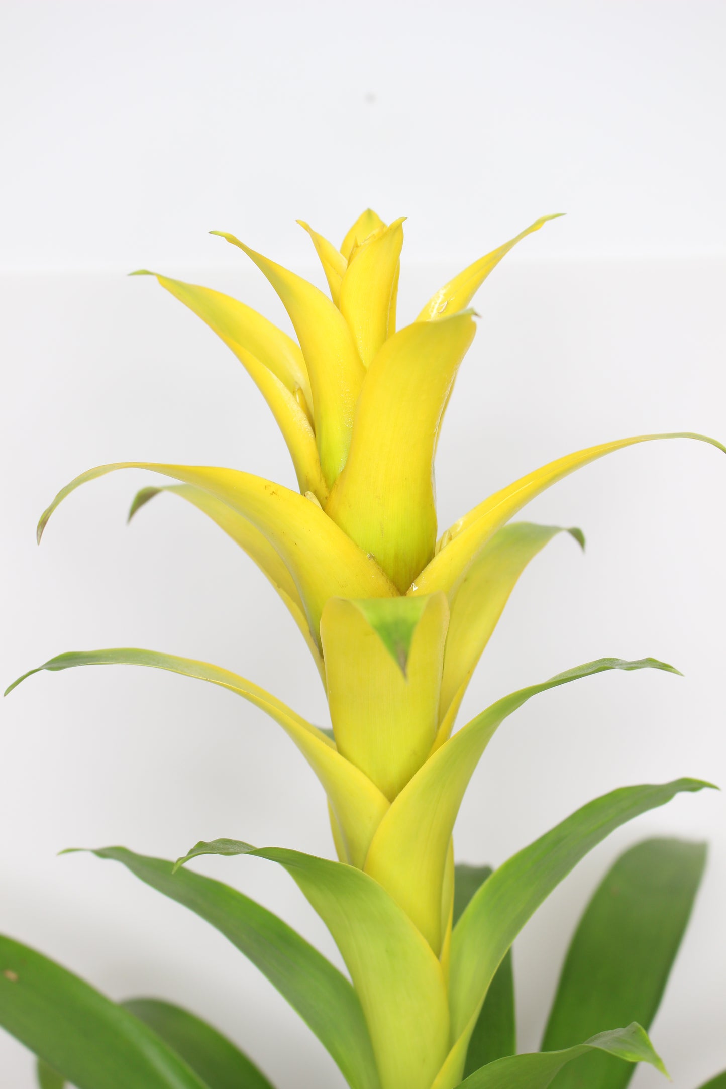 Bromelia Guzmania Amarilla