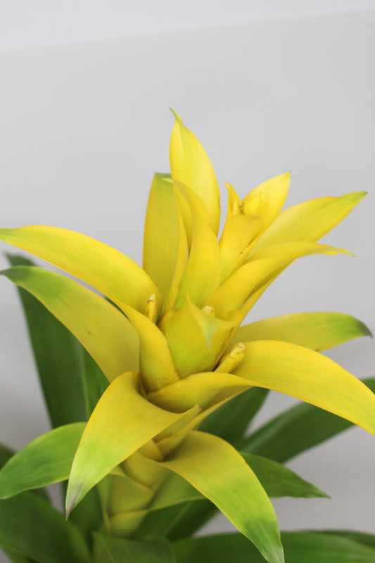 Bromelia Guzmania Amarilla