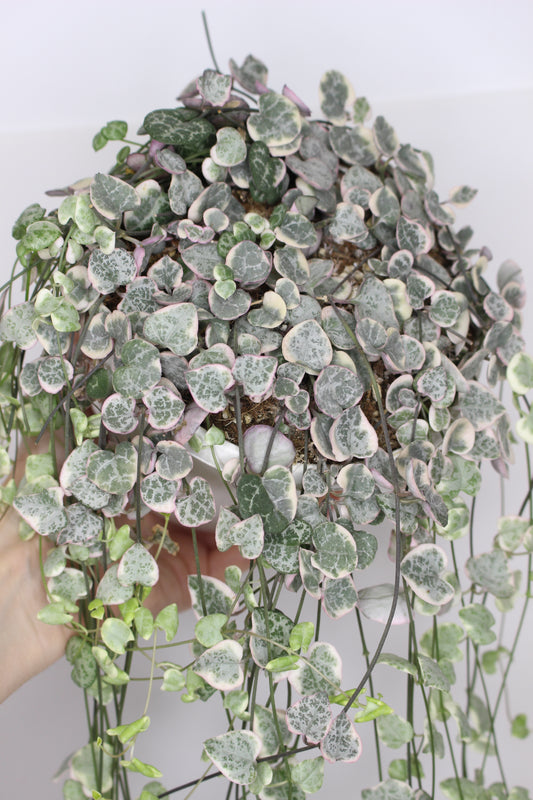 Ceropegia Woodi Variegata (cadena de corazones)