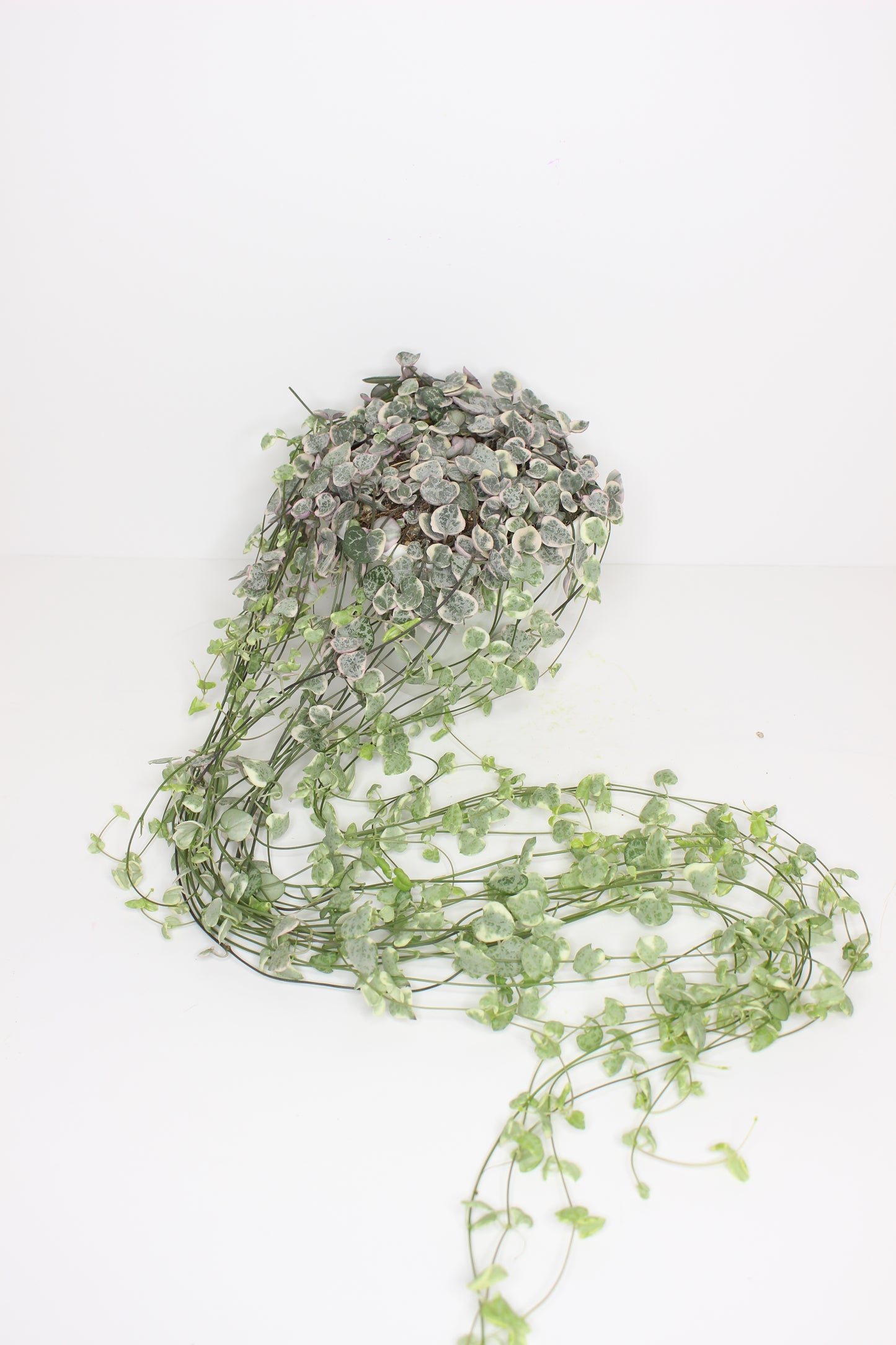 Ceropegia Woodi Variegata (cadena de corazones)