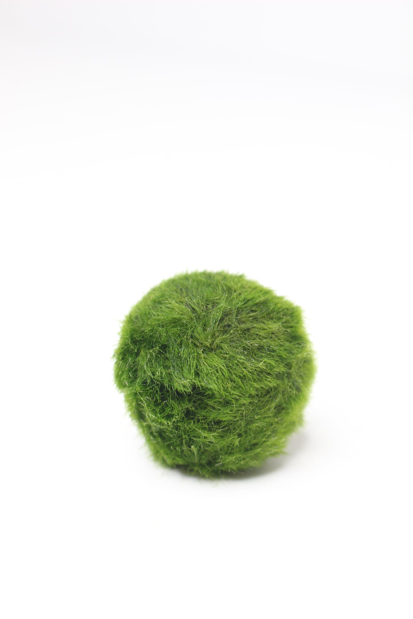 Marimo Akan Terrario Acuático