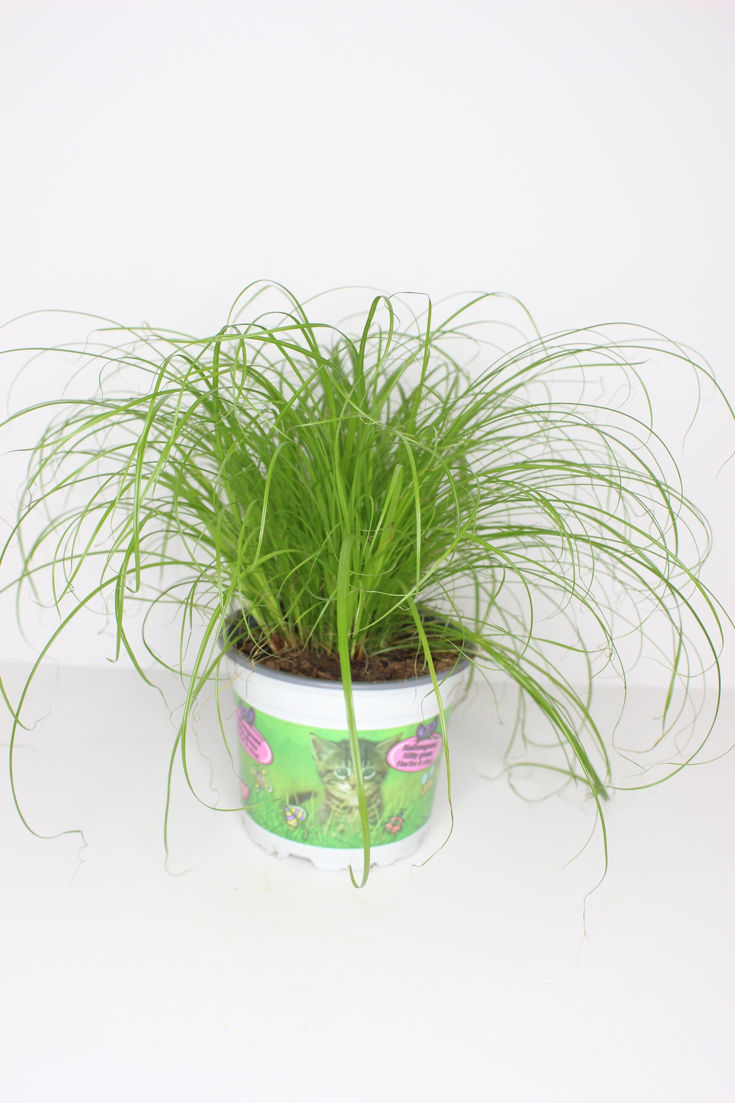 Cyperus Zumula Hierba para Gatos