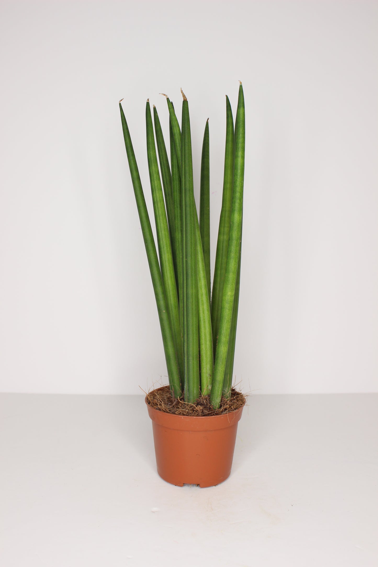 Sansevieria Cylindrica