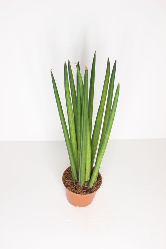 Sansevieria Cylindrica