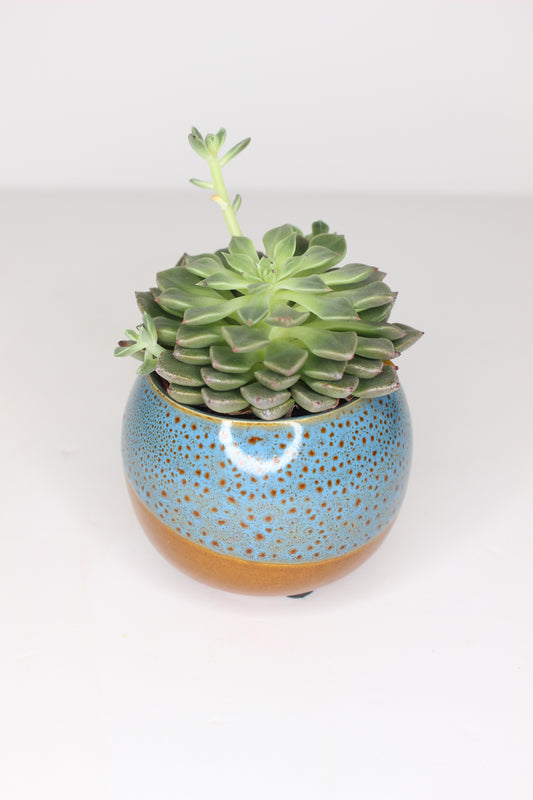 Maceteros Mini Cerámica Japan