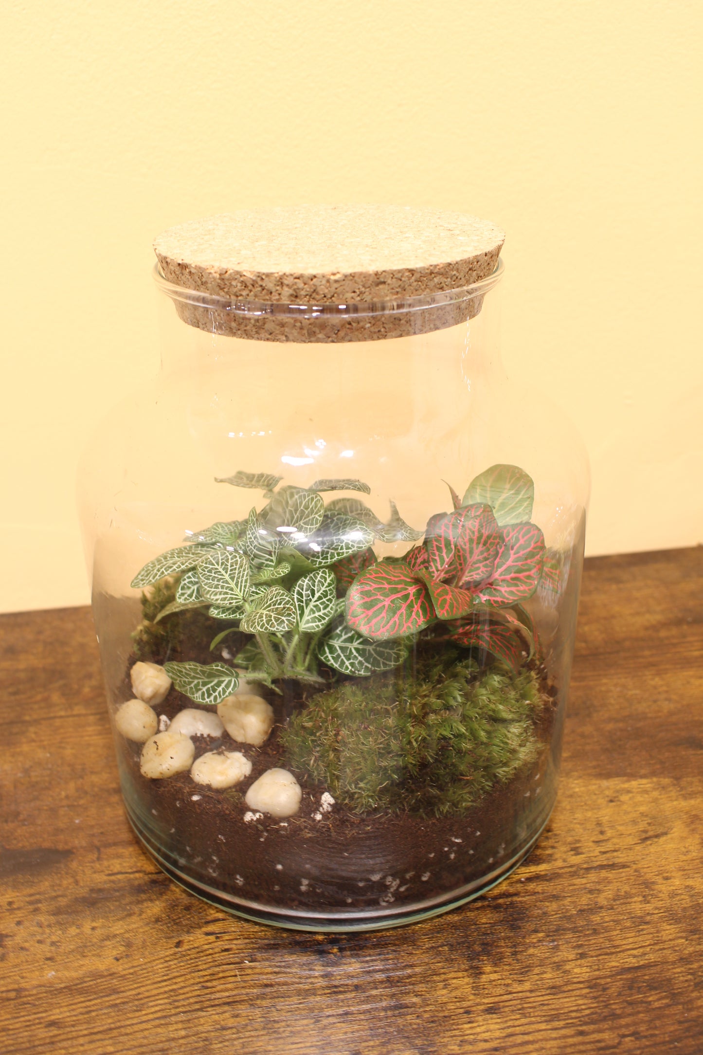 Terrario Kit M