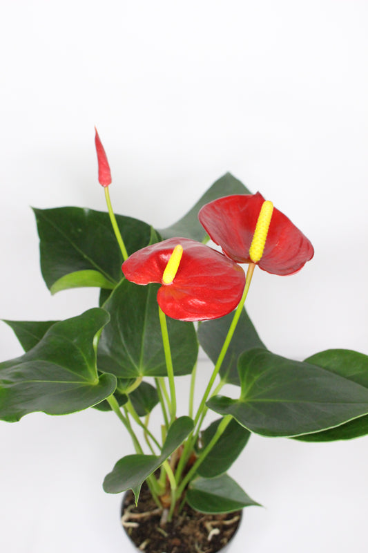 Anthurium Rojo S
