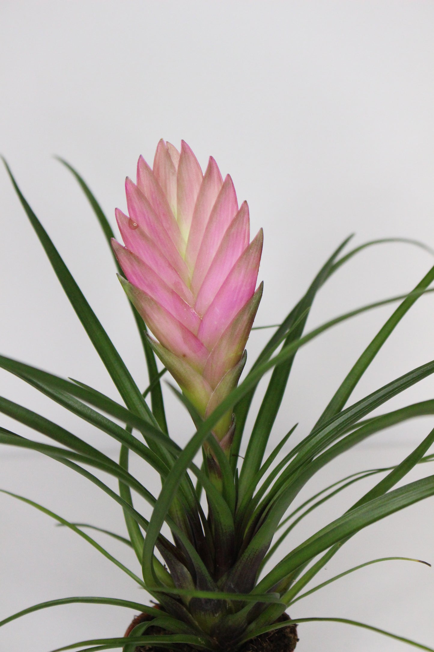 Tillandsia Cyanea Mini