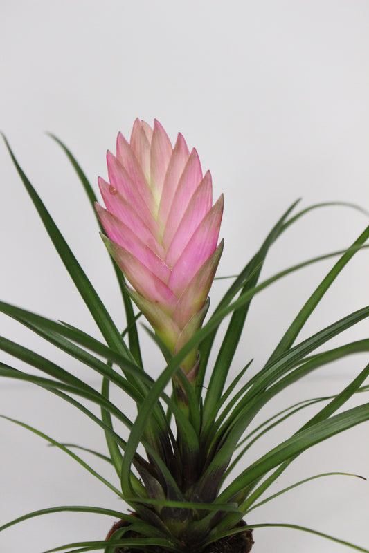 Mini Tillandsia Cyanea Rosa