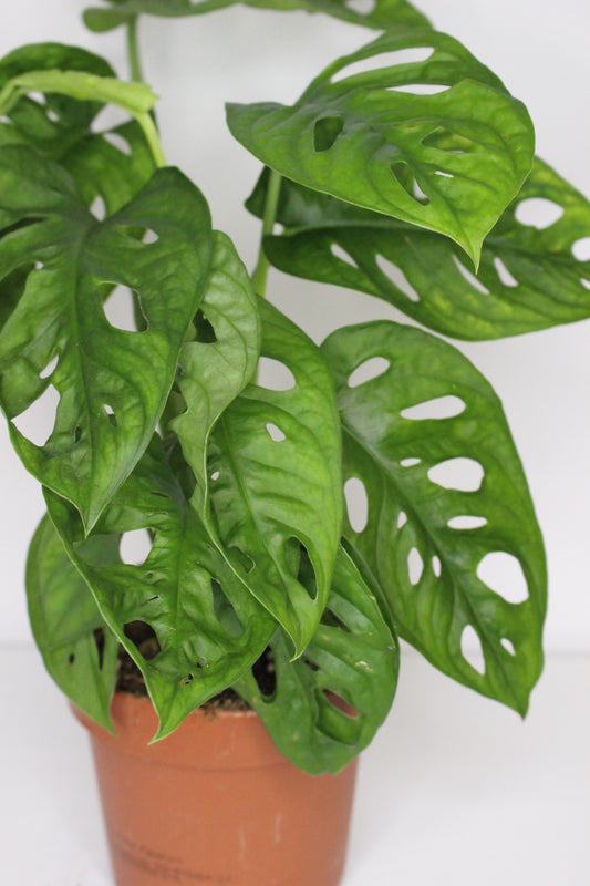 Monstera Adansonii