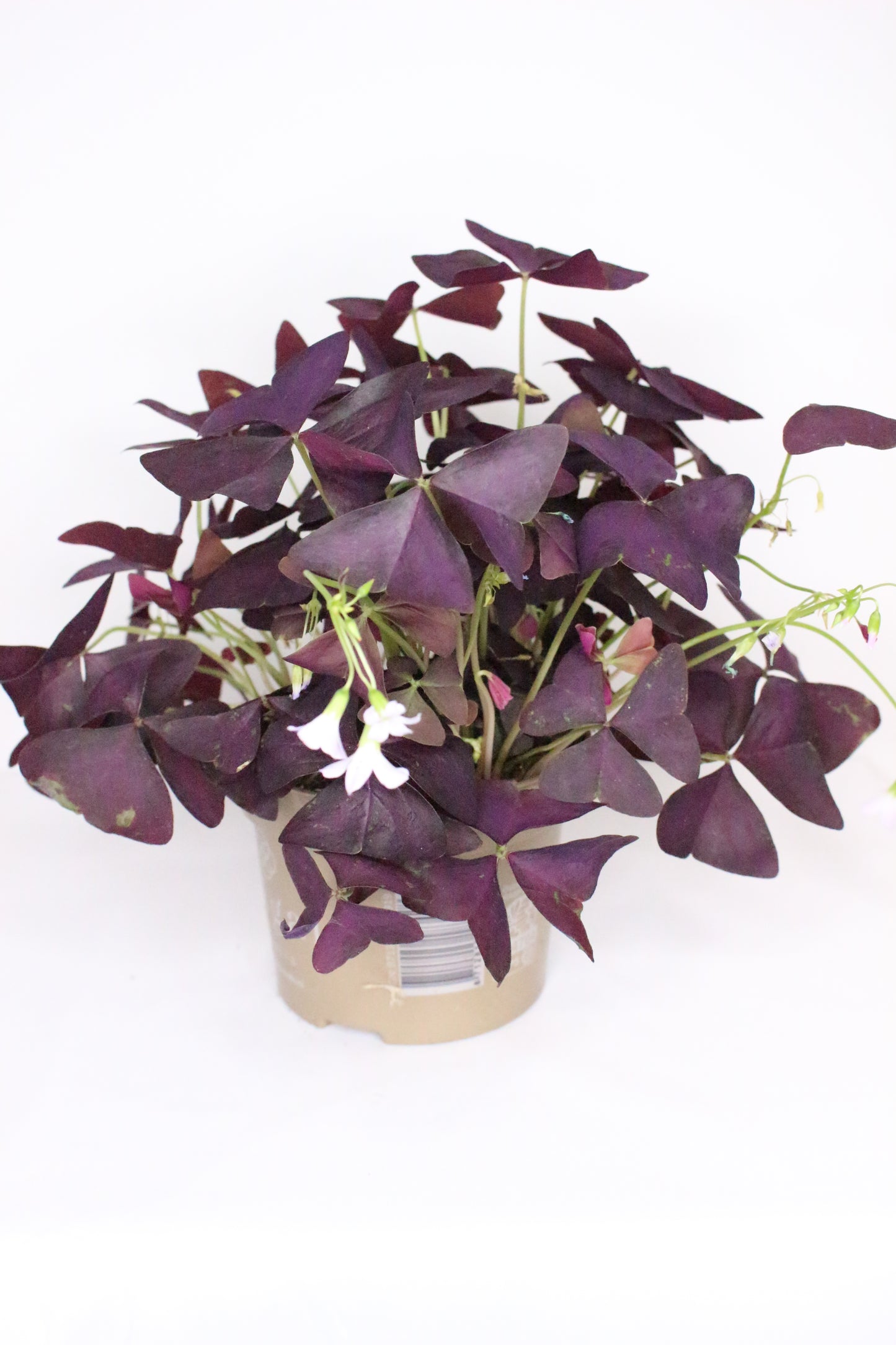 Oxalis Triangularis