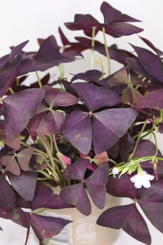 Oxalis Triangularis