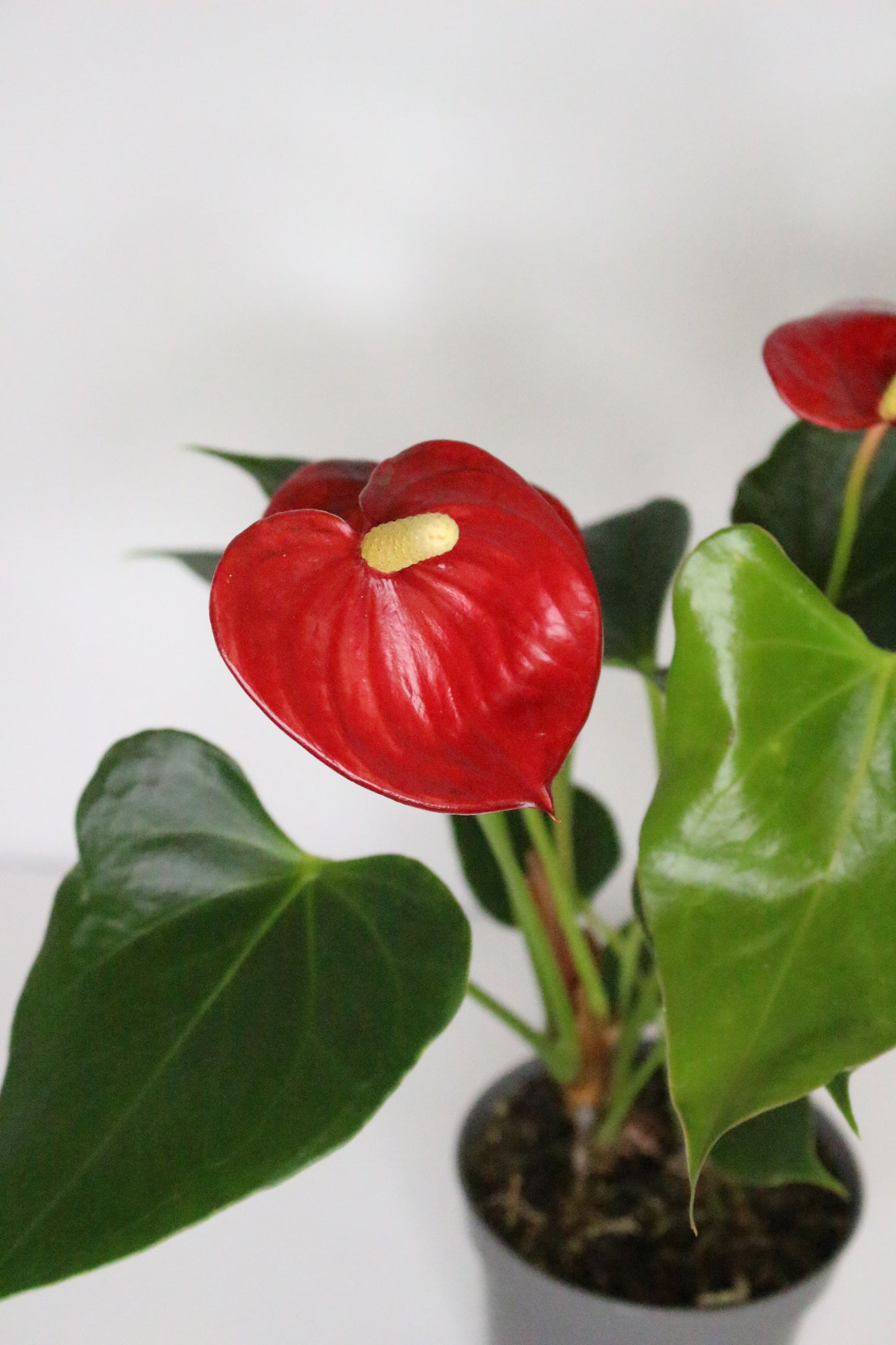 Anthurium Rojo Mini