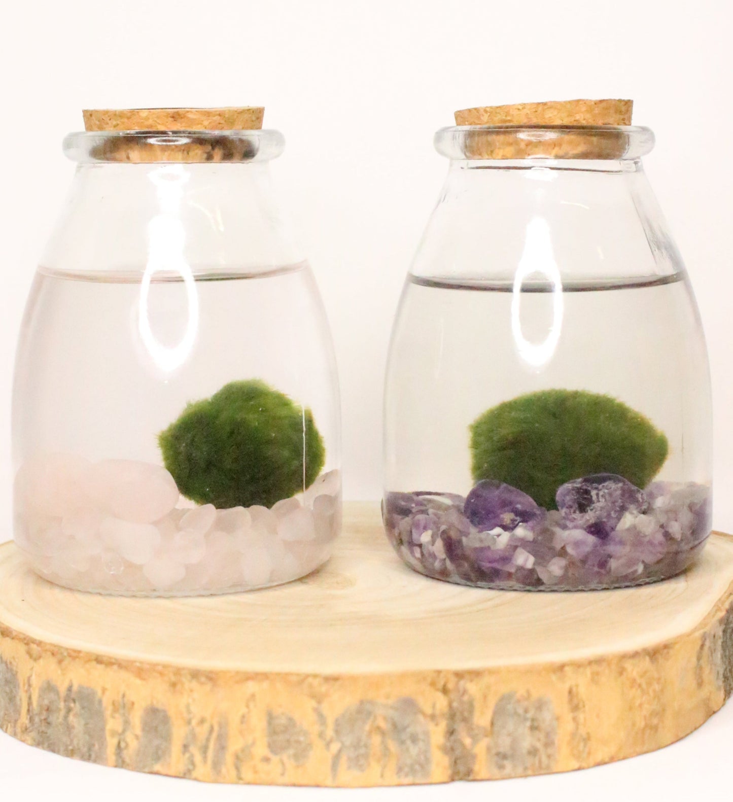 Marimo Akan Terrario Acuático