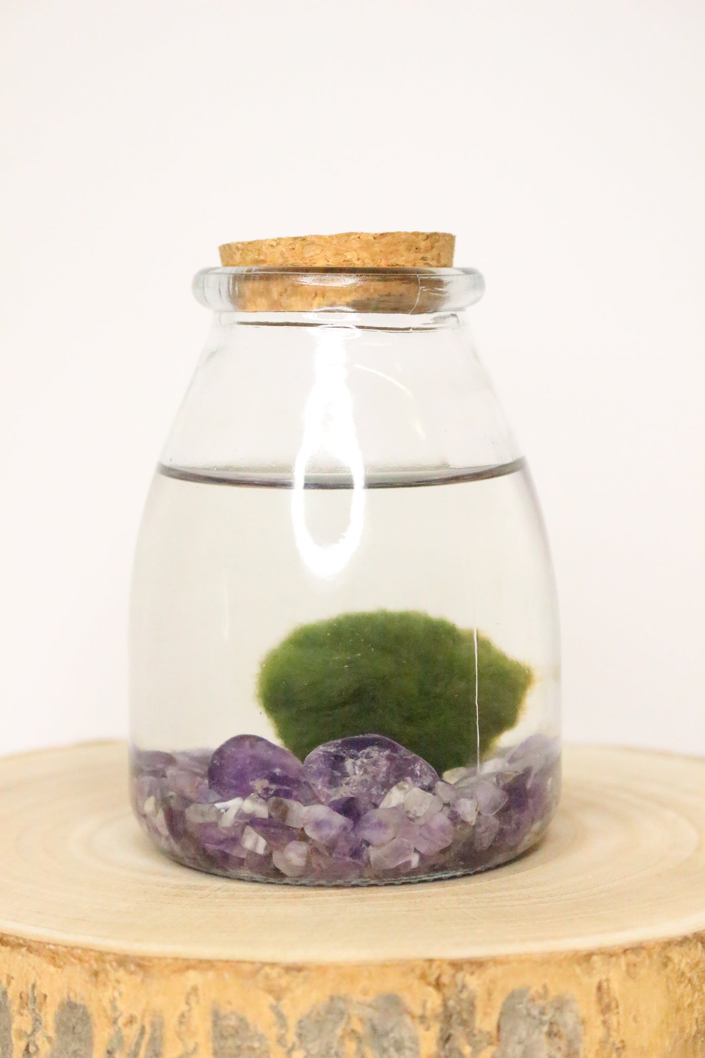 Marimo Akan Terrario Acuático
