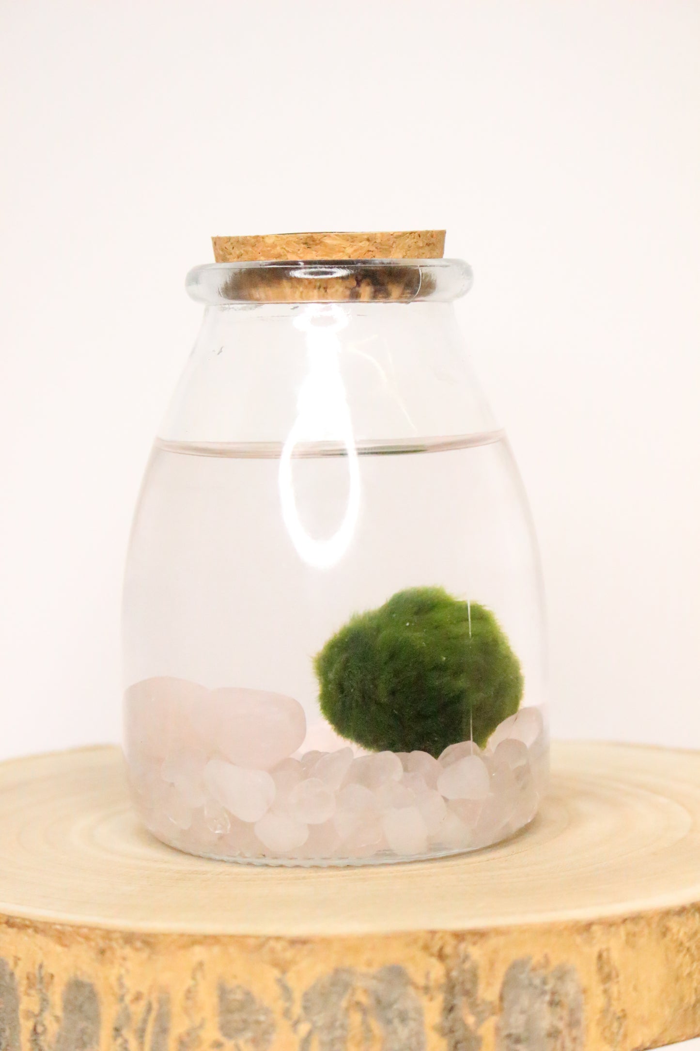 Marimo Akan Terrario Acuático