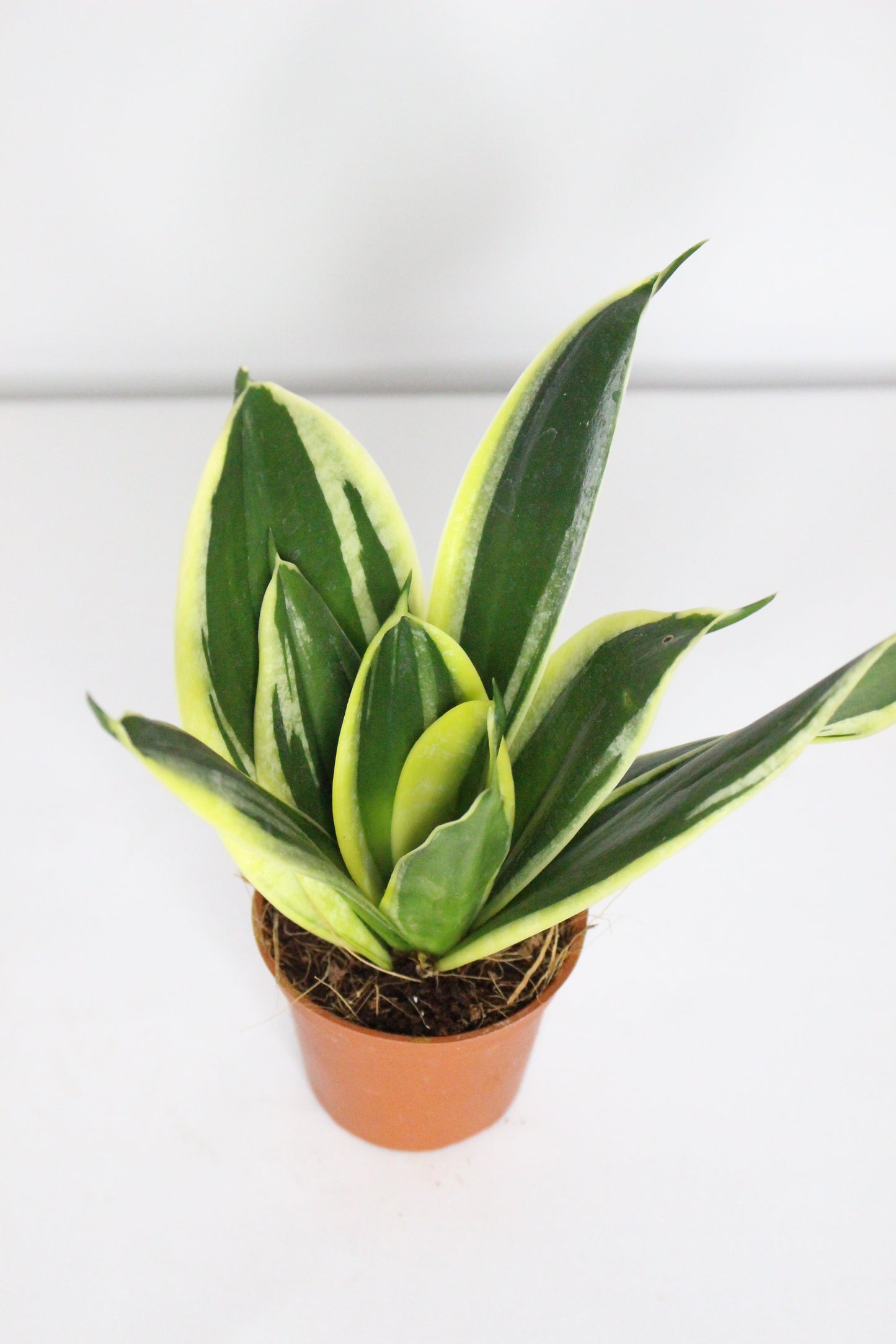 Mini Sansevieria Trifasciata Hahnii