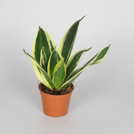 Macetero Gafas S - 6 cm + Sansevieria Mini
