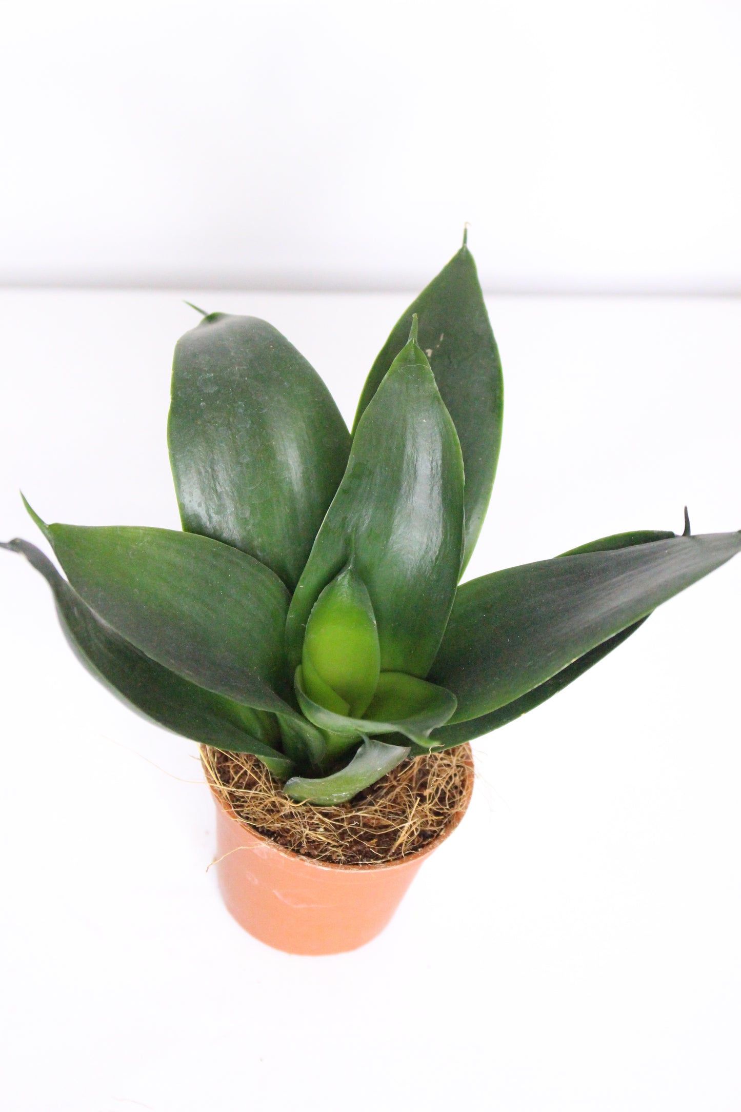 Mini Sansevieria Trifasciata 'Black Diamond'