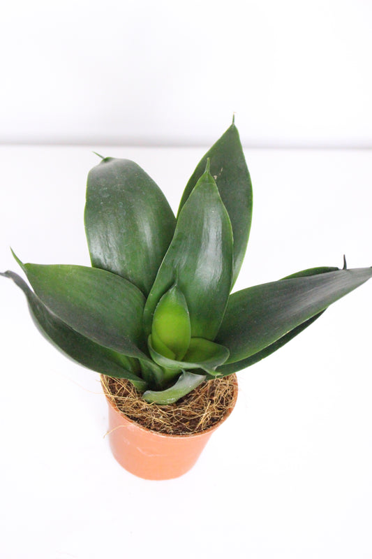 Mini Sansevieria Trifasciata 'Black Diamond'
