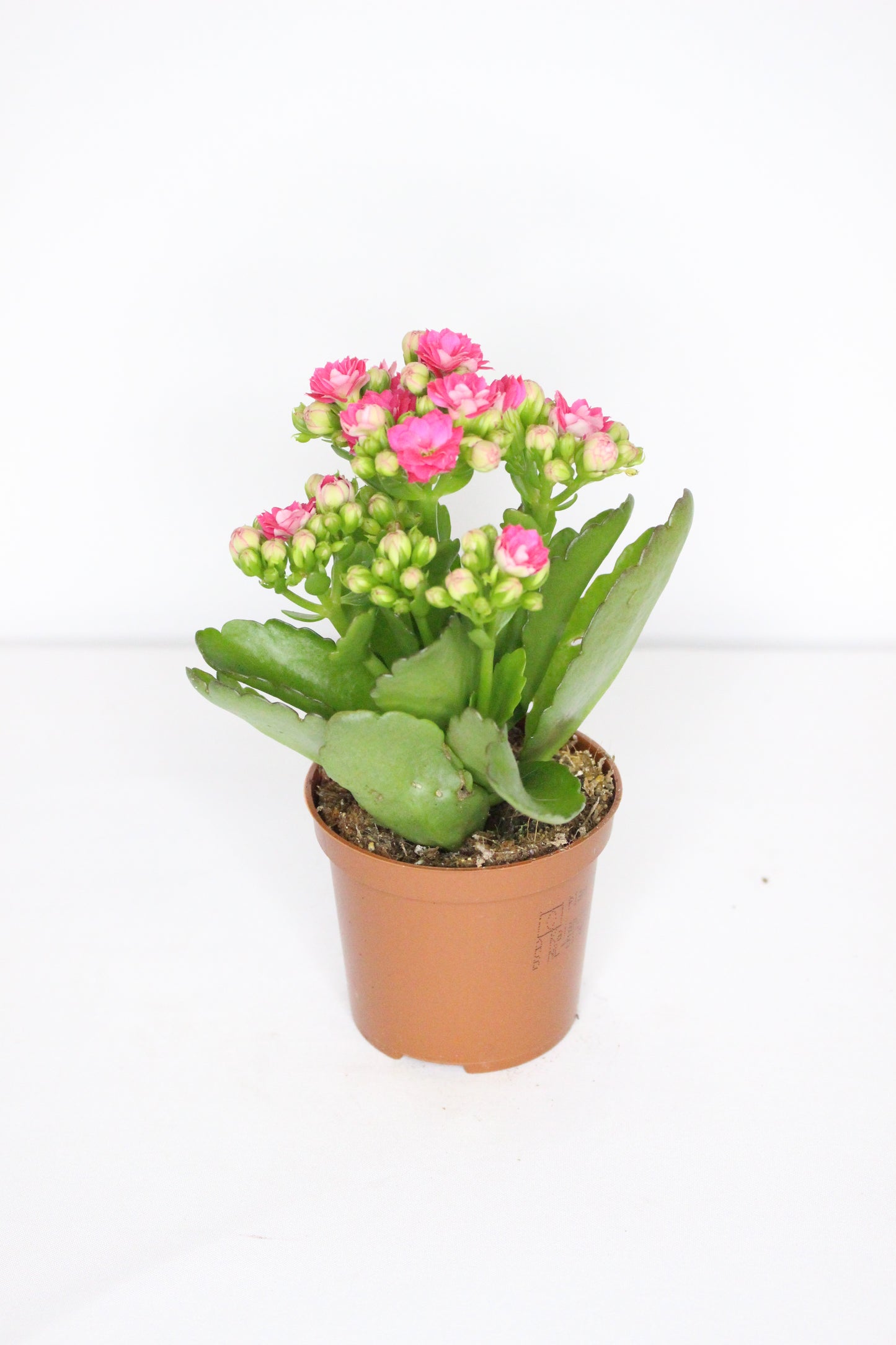 Kalanchoe Rosalina Fucsia 7cm