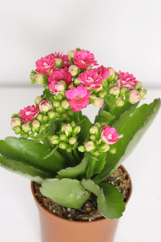 Kalanchoe Rosalina Fucsia 7cm