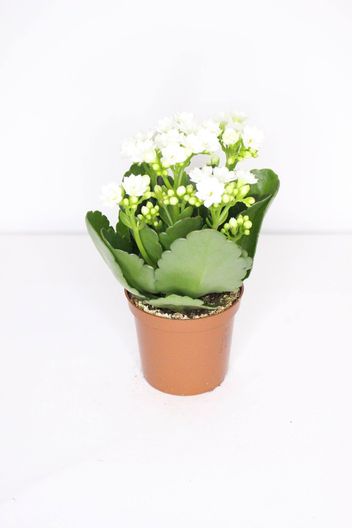 Kalanchoe Rosalina Blanco 7cm