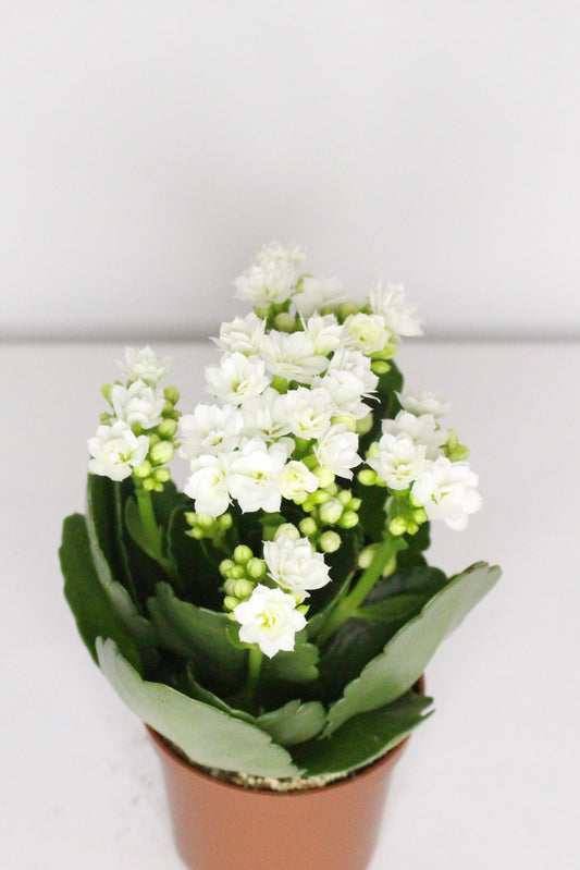 Kalanchoe Rosalina Blanco 7cm