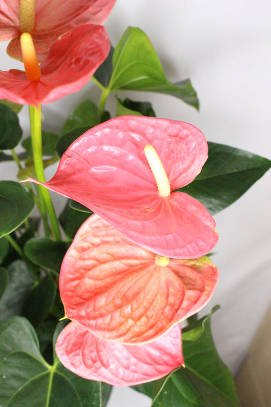 Anthurium Rosa