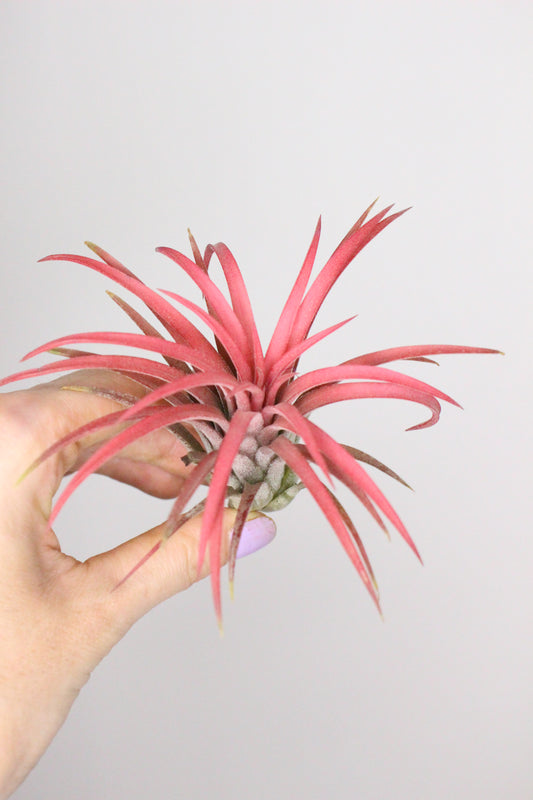 Tillandsia L lonantha (Planta de aire)