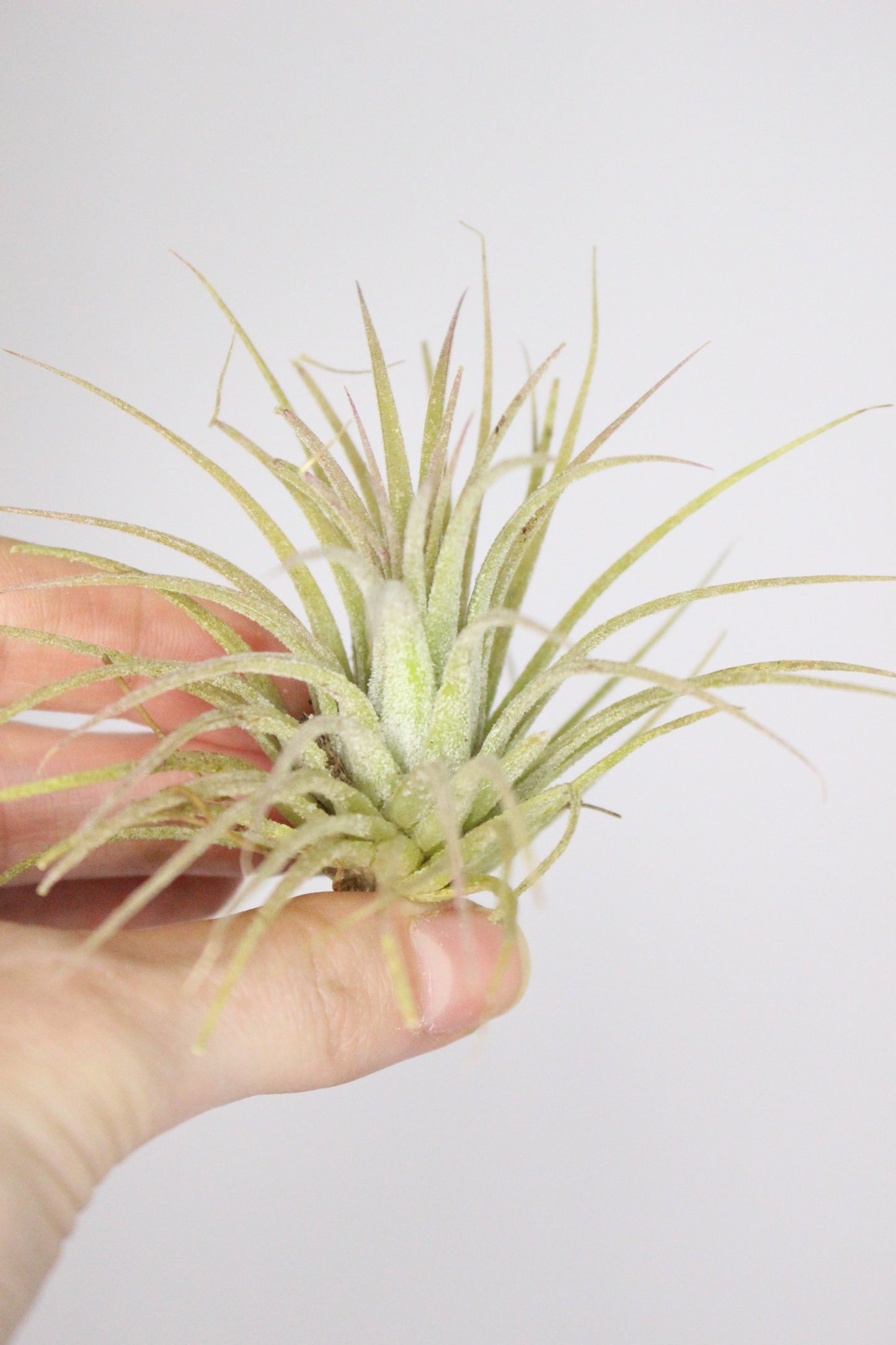 Tillandsia M (Planta de aire)