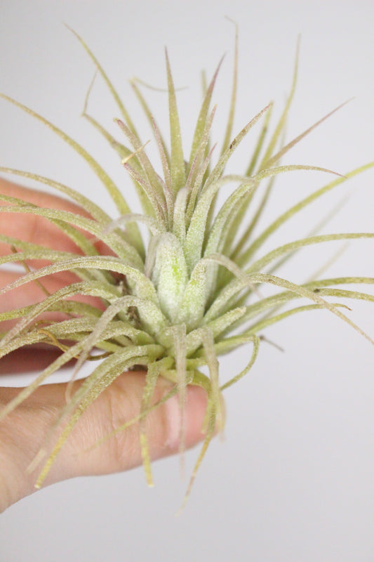 Tillandsia M (Planta de aire)