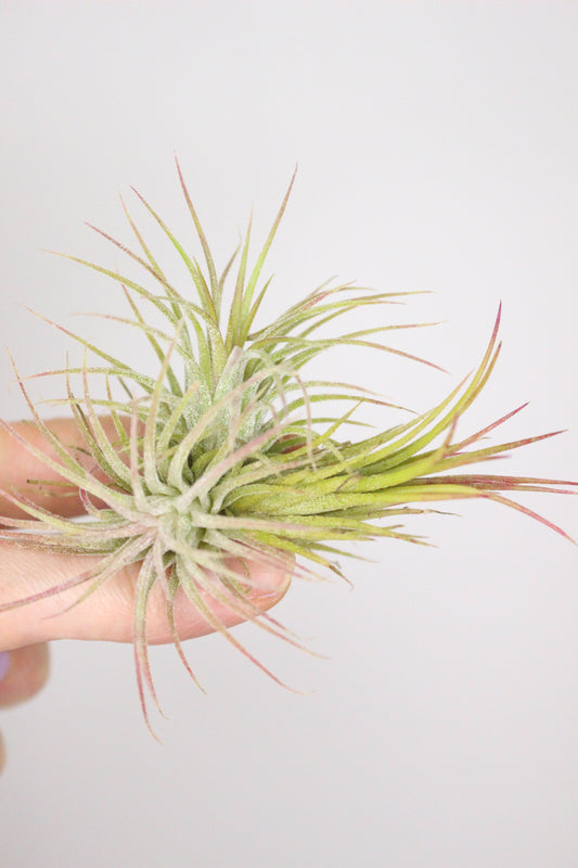 Tillandsia M Family (Planta de aire)