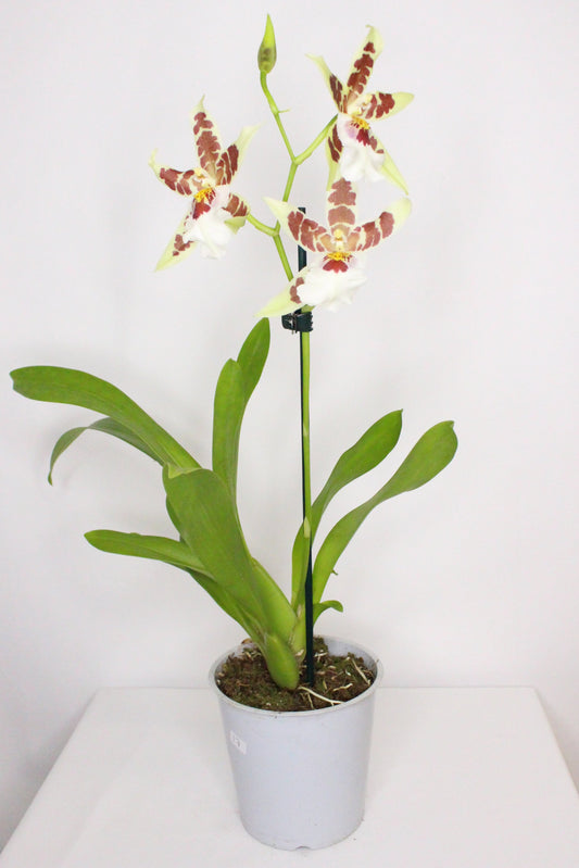 Orquídea Cambria Beallara