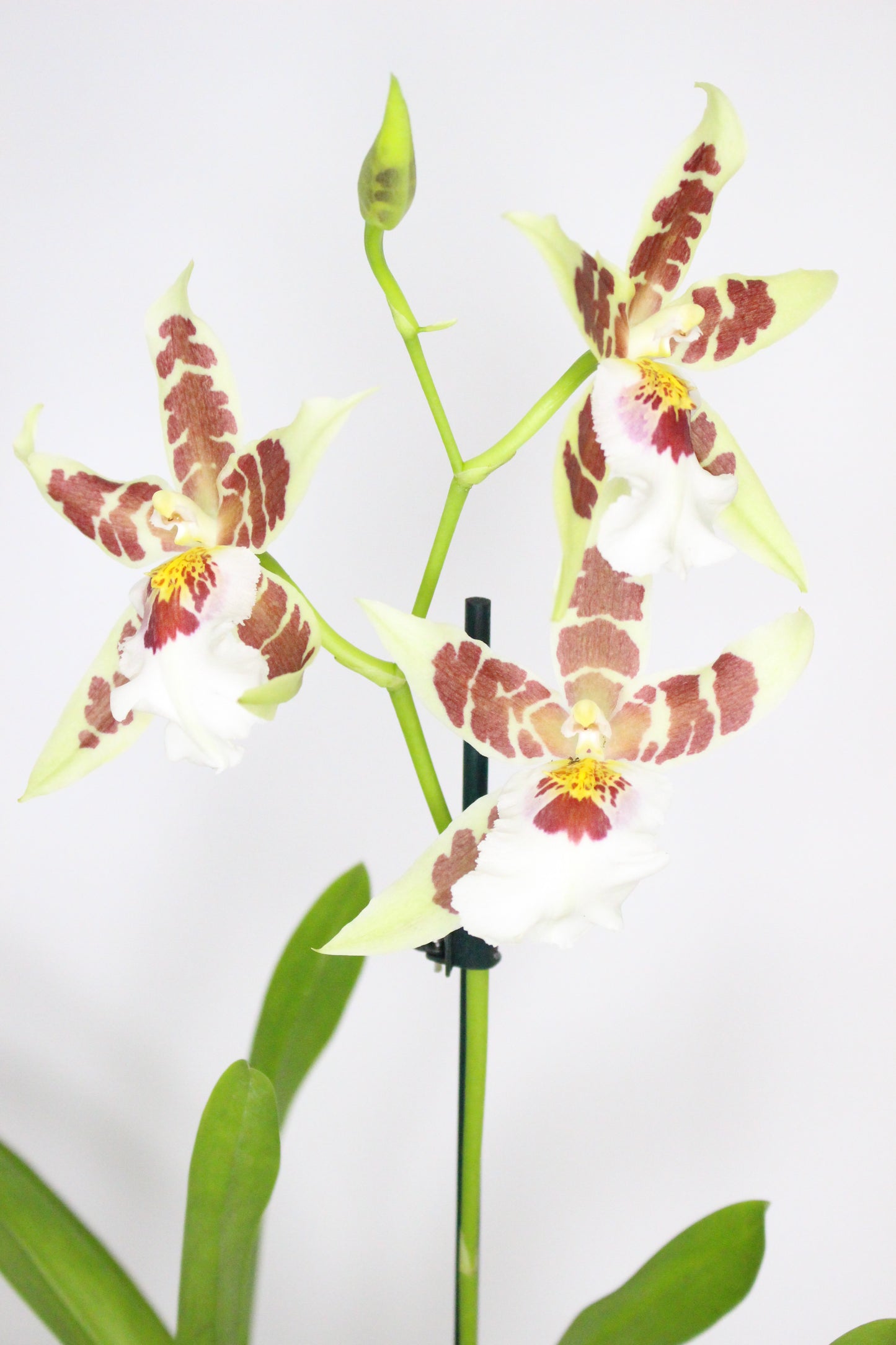 Orquídea Cambria Beallara