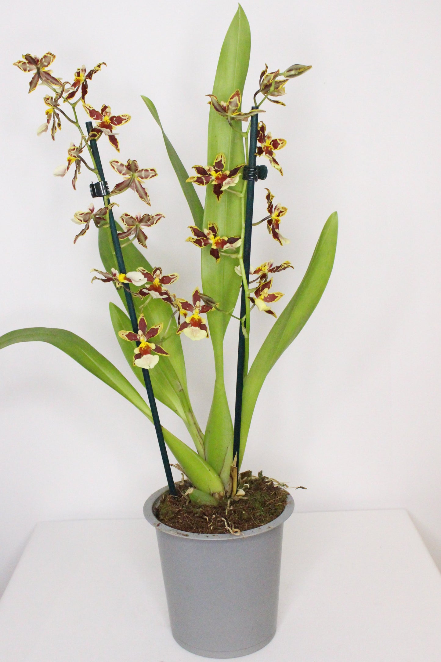 Orquídea Cambria Odontoglossum