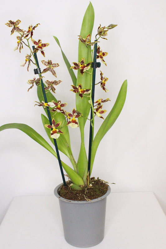 Orquídea Cambria Odontoglossum