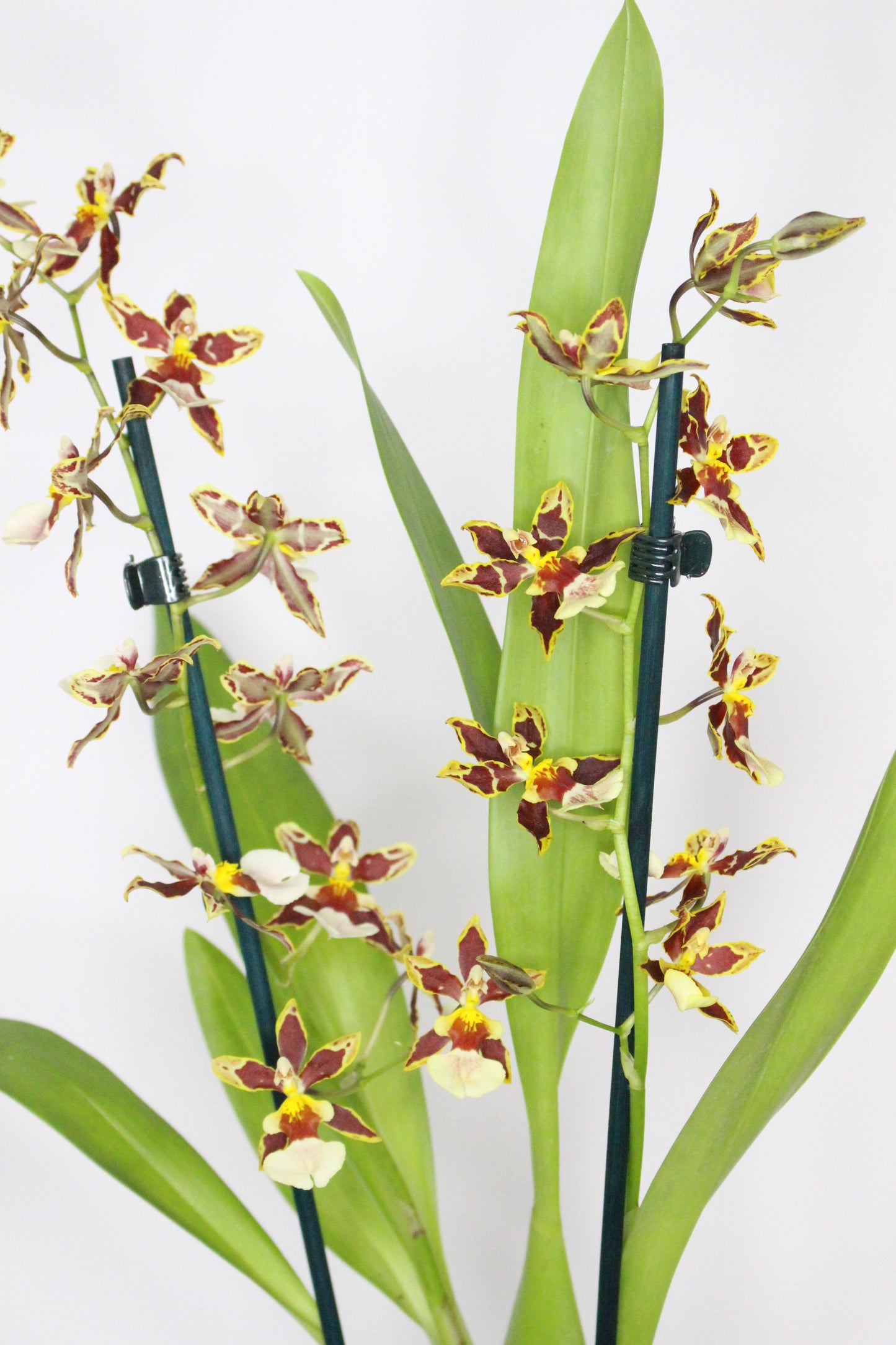 Orquídea Cambria Odontoglossum