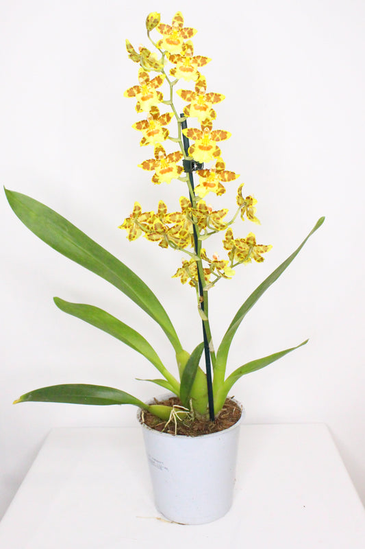 Orquídea Cambria Oncidium