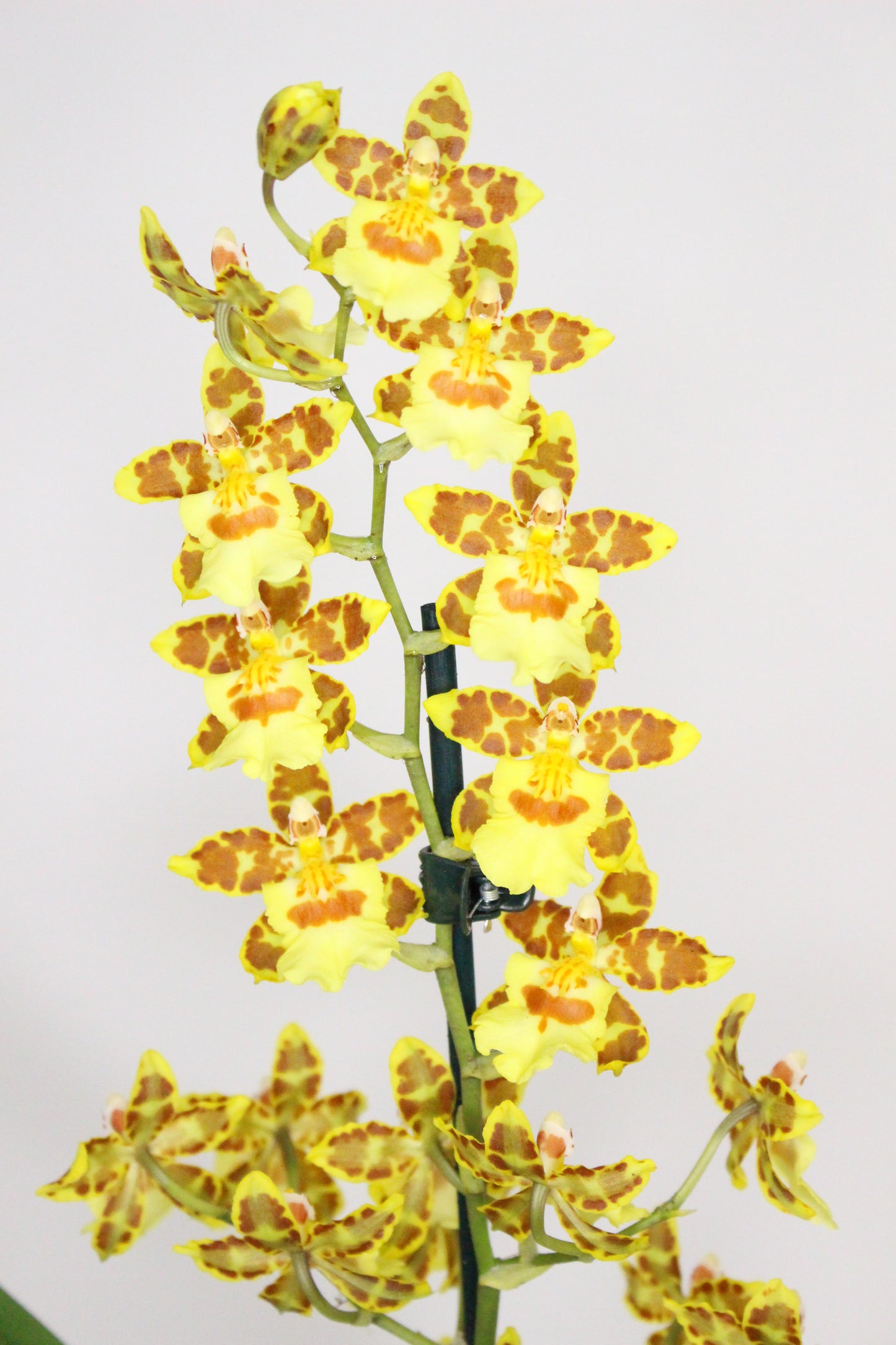 Orquídea Cambria Oncidium