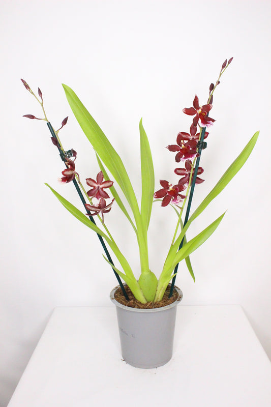 Orquídea Cambria Barroco