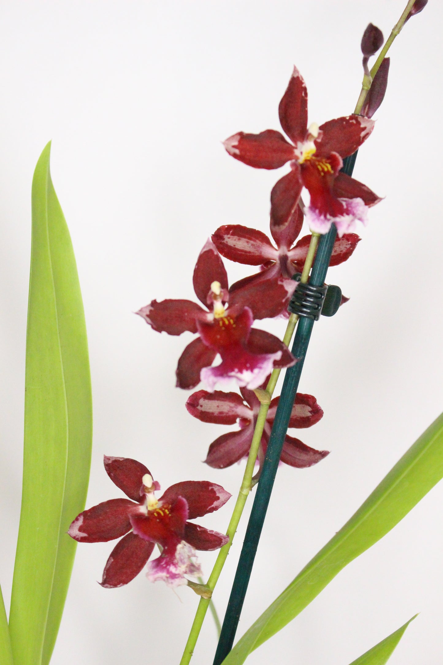 Orquídea Cambria Barroco