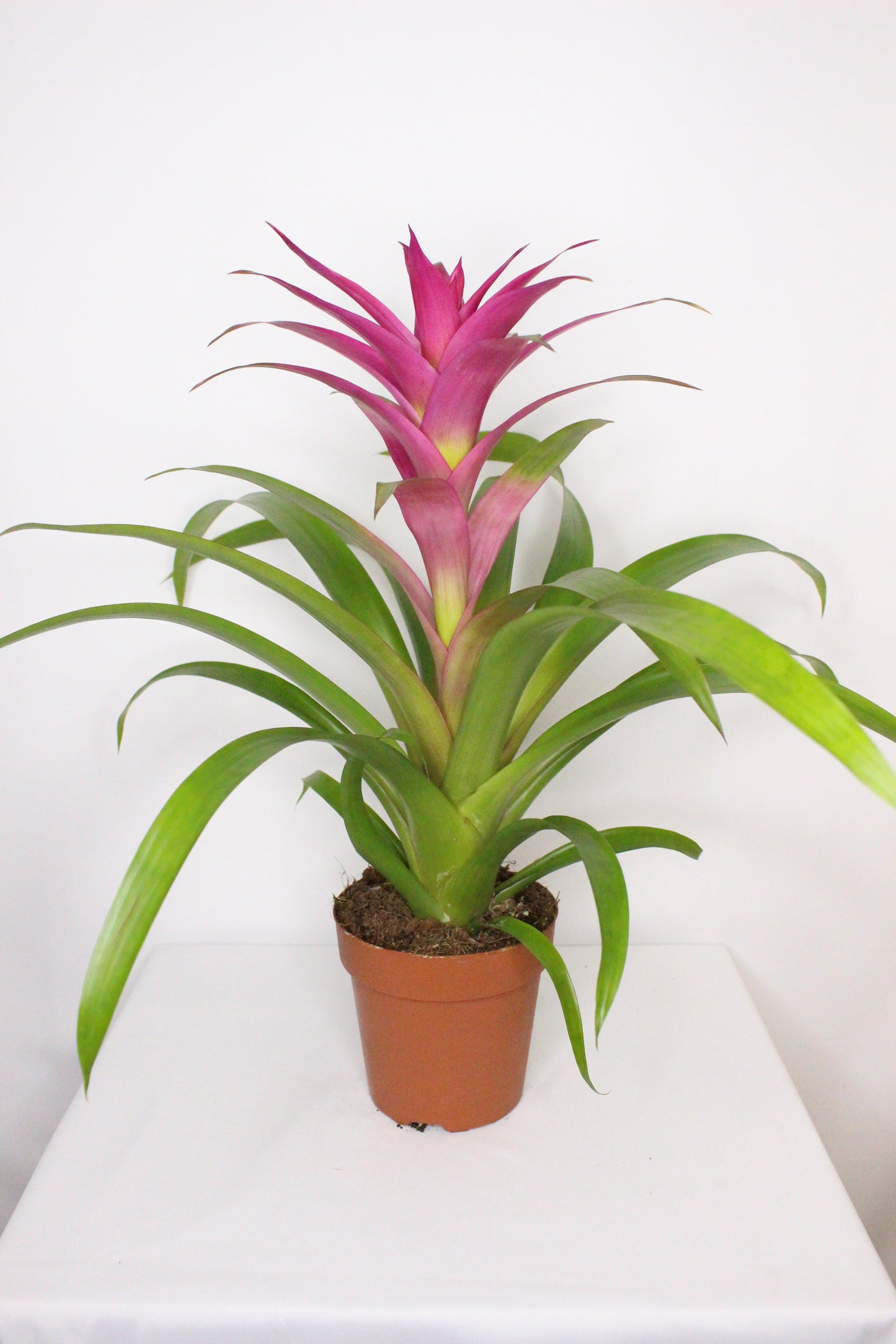 Bromelia Guzmania Rosa