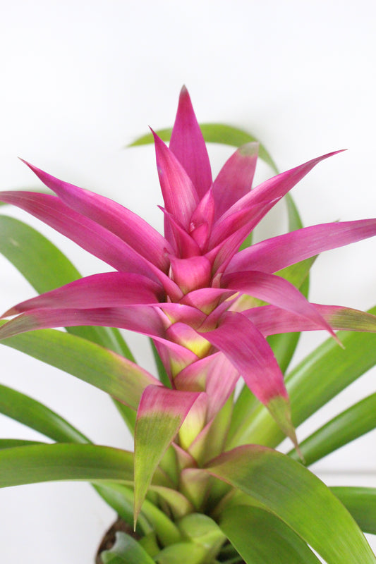 Bromelia Guzmania Rosa
