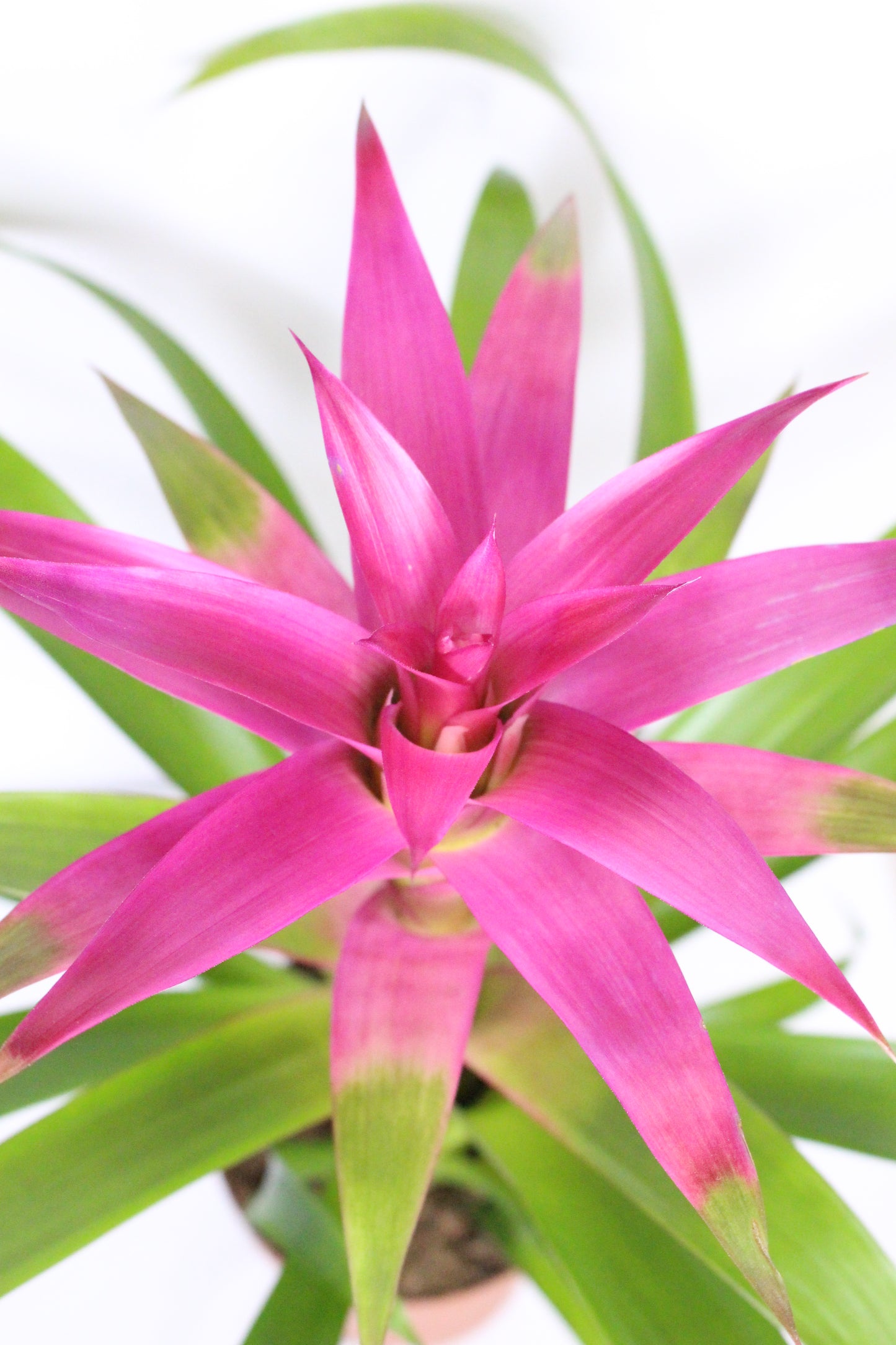 Bromelia Guzmania Rosa
